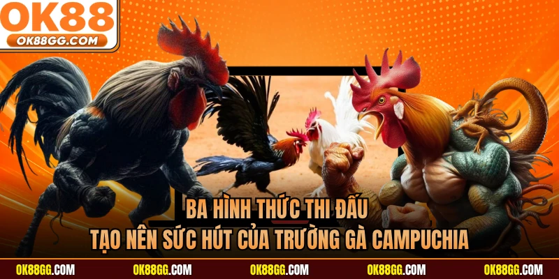 Ba hình thức thi đấu tạo nên sức hút của trường gà Campuchia