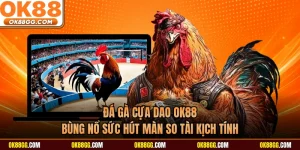 Đá Gà Cựa Dao OK88 - Bùng Nổ Sức Hút Màn So Tài Kịch Tính