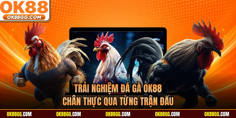 Trải nghiệm đá gà OK88 chân thực qua từng trận đấu